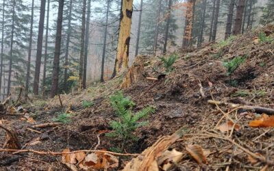 Sázení stromů v CHKO Beskydy: Naše podpora biodiverzity beskydských lesů